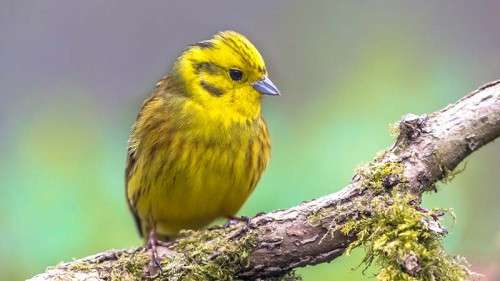 Migratory Bird Days in Potlatch