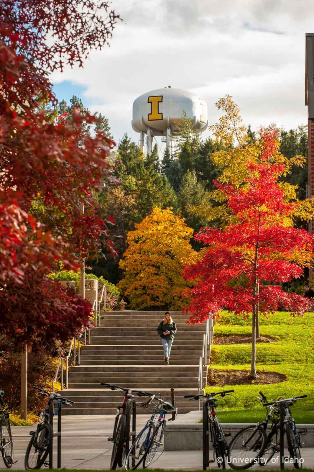 A person walking down a set of stairs lined with trees with fall colors at the University of Idaho.